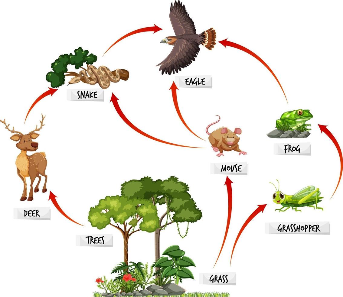 diagram met voedselweb in het regenwoud vector
