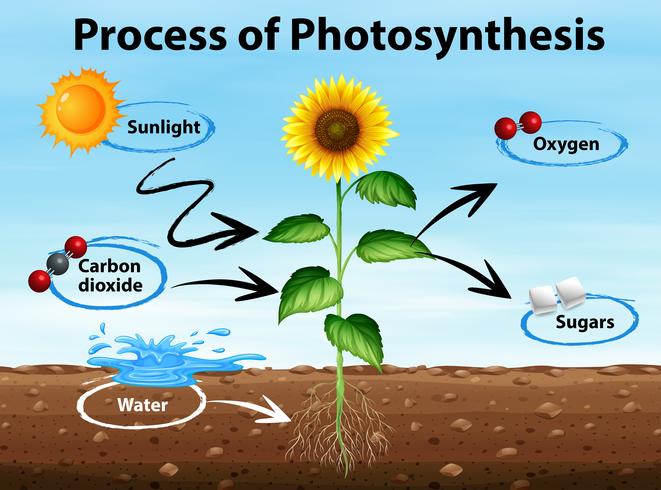 Diagram dat proces van fotosynthese toont vector