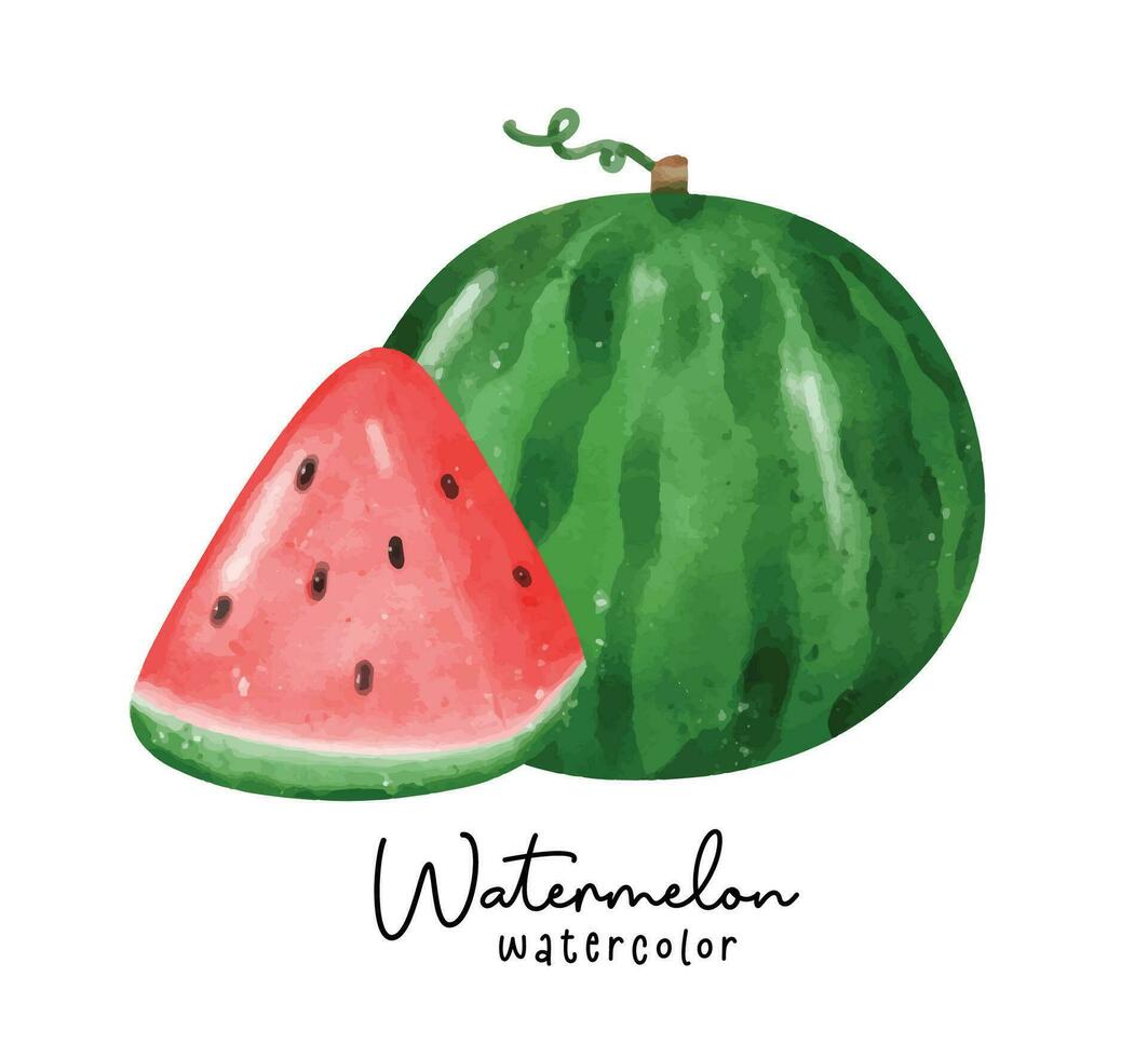 schattig watermeloen geheel en plak waterverf illustratie. vers en sappig zomer fruit illustraties vector