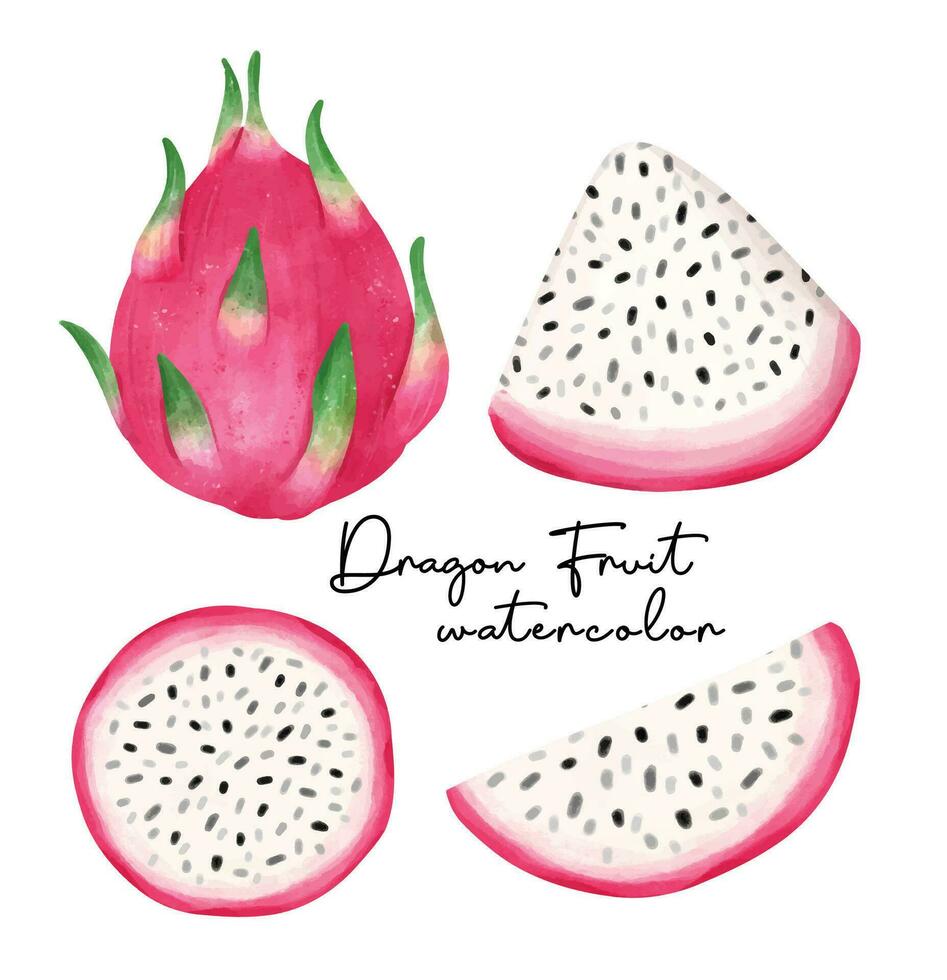 waterverf draak fruit hand- tekening verzameling, exotisch tropisch fruit illustratie vector