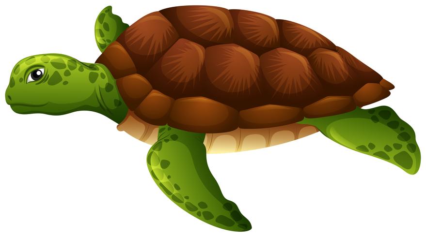 Groene zeeschildpad witte achtergrond vector