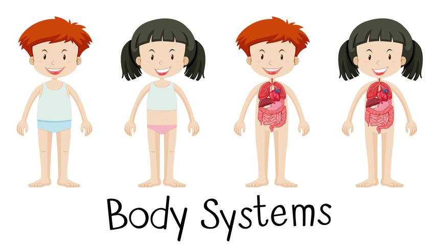 Kinderen en lichaamssystemen vector