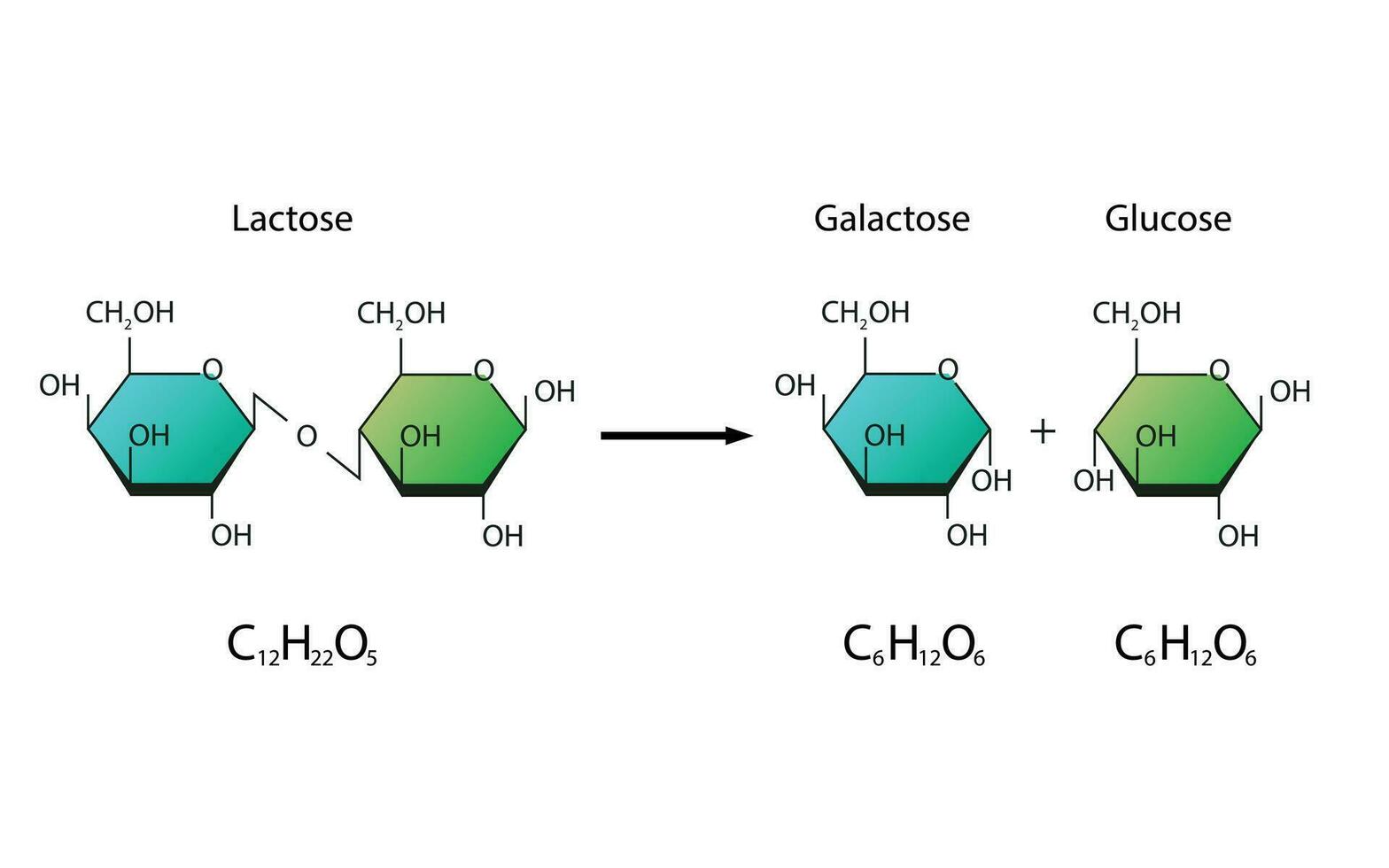 lactose hydrolyse. lactase enzym effect Aan lactose suiker molecuul vector