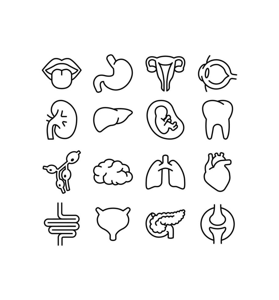 menselijk intern orgaan. binnenste lichaam een deel zijn brein, gewrichten, tong, maag, hart, foetus, oog. gemakkelijk reeks van organen verwant vector lijn pictogrammen. vector illustratie. ontwerp Aan wit achtergrond. eps10