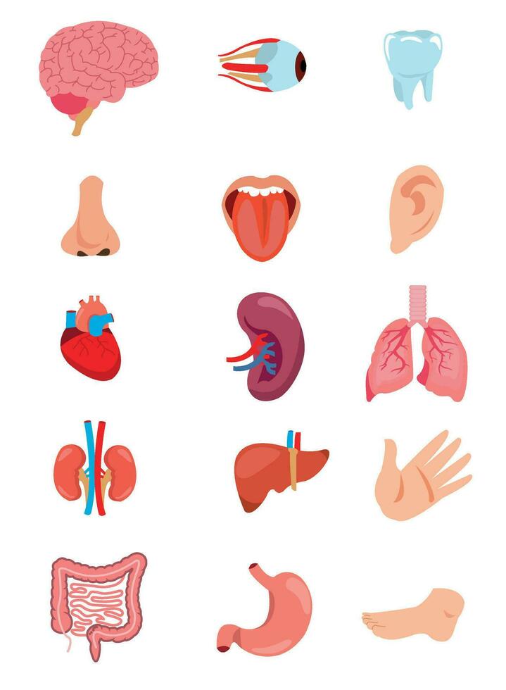 menselijke anatomie interne organen set met hersenen, longen, darm, hart, nier, pancreas, milt, lever en maag. vector geïsoleerde illustratie