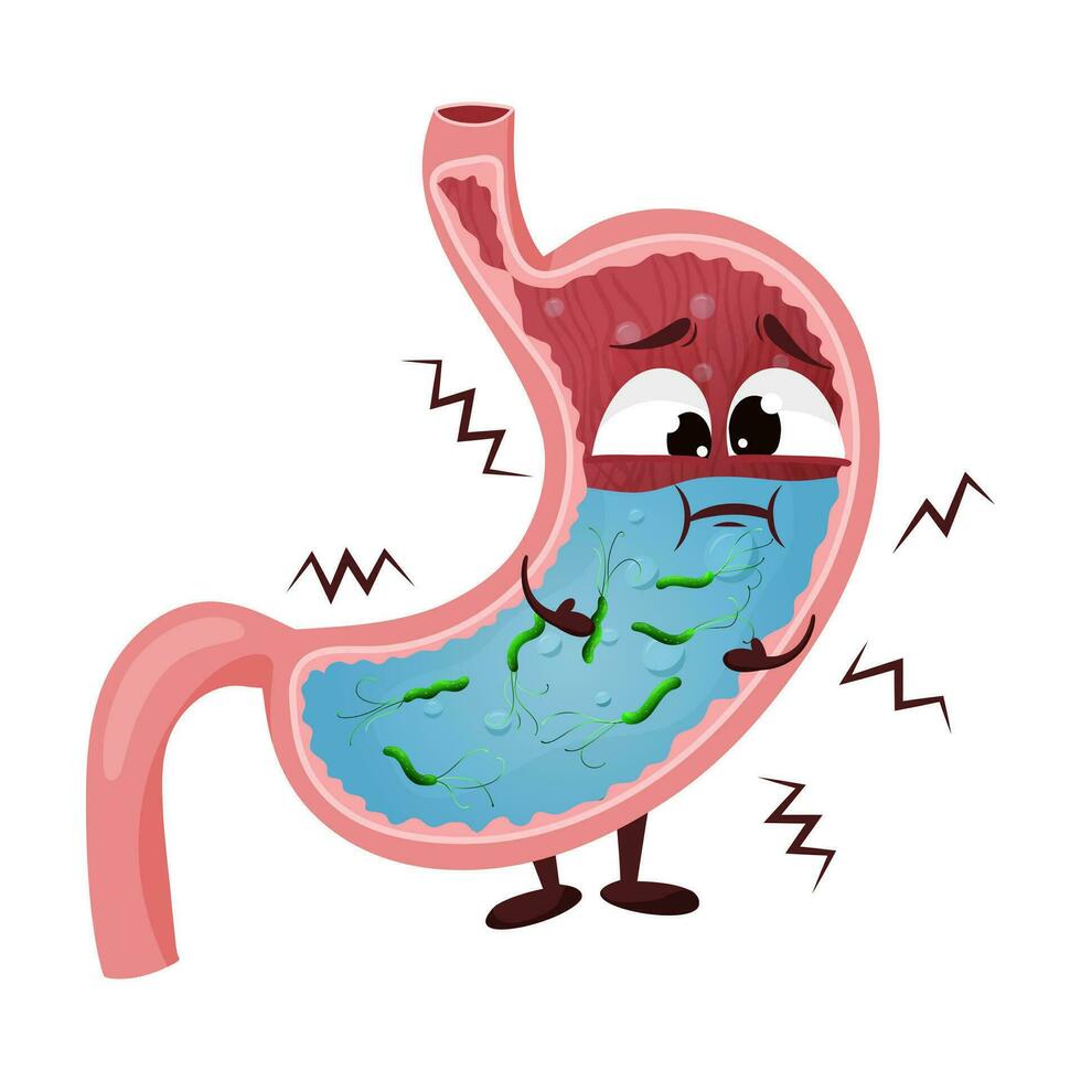 helicobacter pylori in tekenfilm maag karakter vector