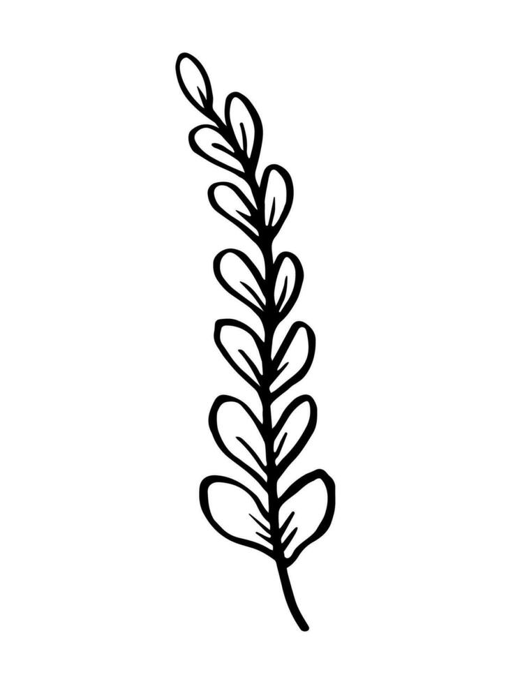 blad, kruiden gras hand- getrokken tekening schetsen. vector illustratie single van tekenfilm botanisch fabriek. geïsoleerd Aan wit achtergrond.