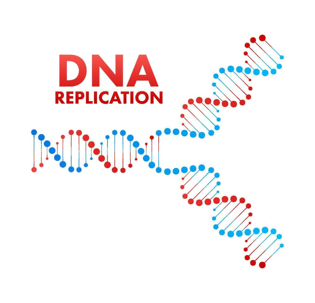 dna replicatie. dna moleculen, moleculair biologie. vector voorraad illustratie