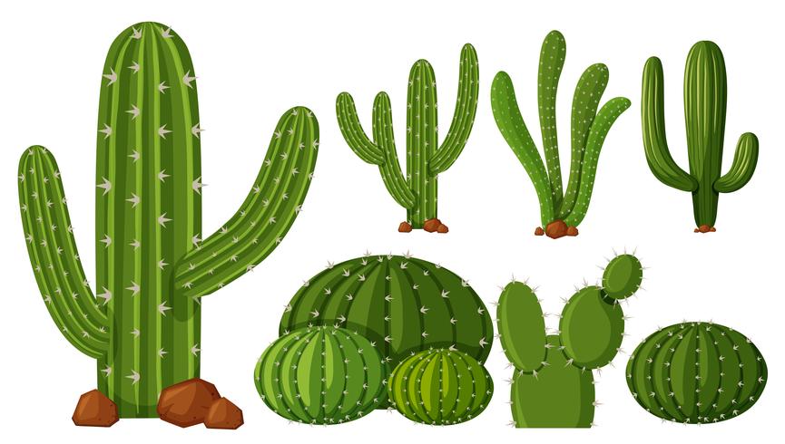 Verschillende soorten cactus vector