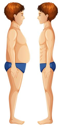 Menselijk lichaamsvet en slank vector