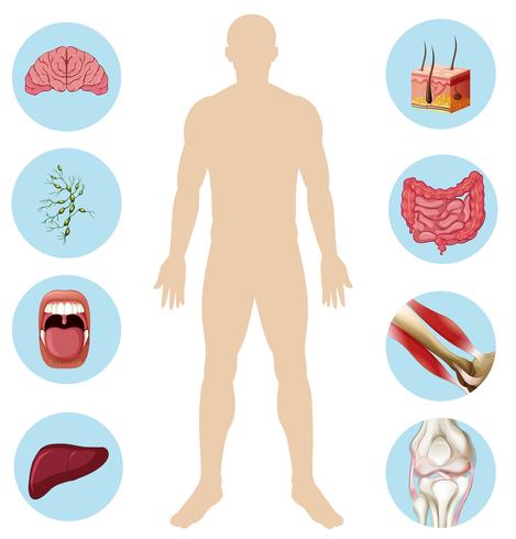 menselijk orgaan anatomie deel van lichaam vector