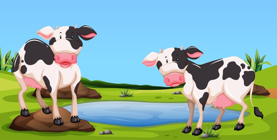 Twee koeien die zich in boerenerf bevinden vector
