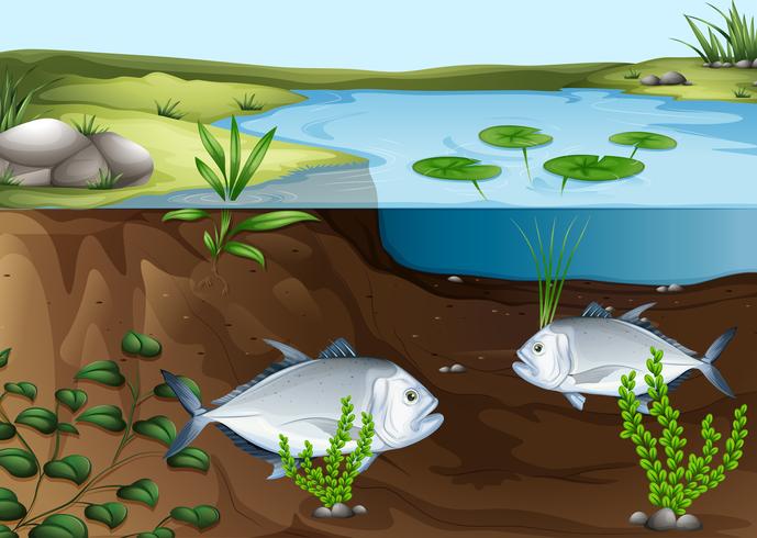 Twee vissen die in de vijver zwemmen vector