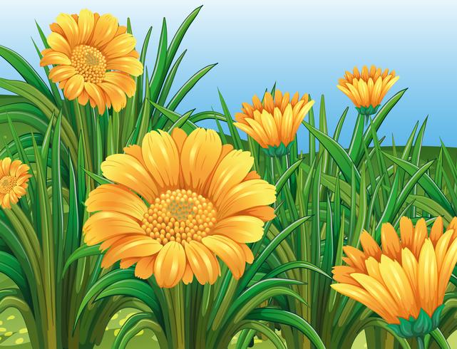 Gebied van gele bloemen in de lente vector