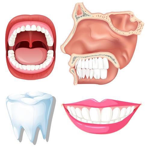 Anatomie van menselijke tanden vector