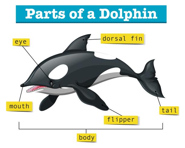 Diagram met delen van de dolfijn vector