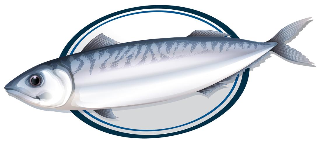Sardine vis op een bord vector
