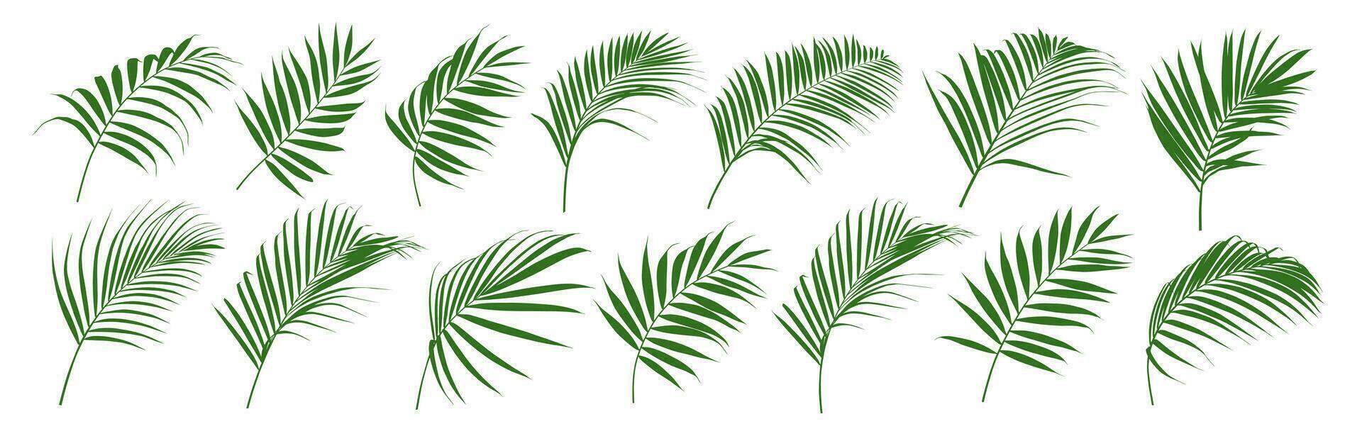 reeks van palm blad en kokosnoot blad vector illustrator