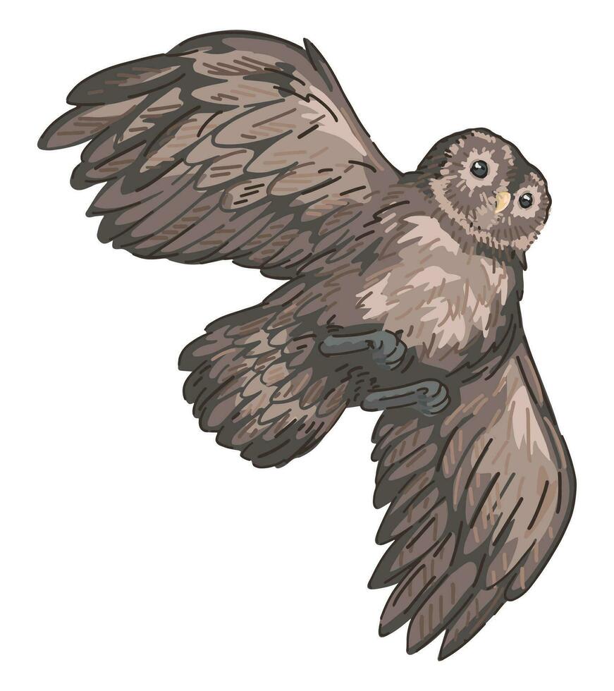 vliegend taai uil clip art in tekenfilm stijl. realistisch gekleurde tekening van nachtelijk vogel wild dier. vector illustratie geïsoleerd Aan wit achtergrond.