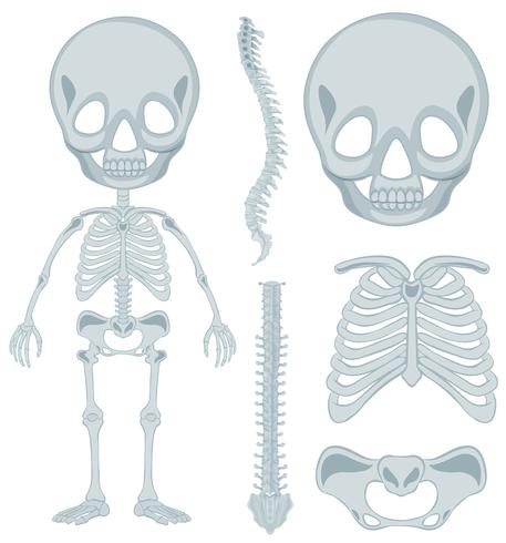 Menselijk skelet voor jonge jongen vector
