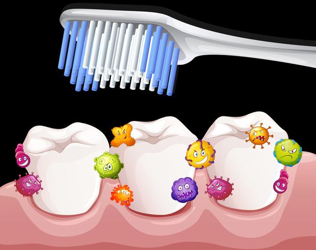 Bacteriën tussen tanden bij het poetsen vector