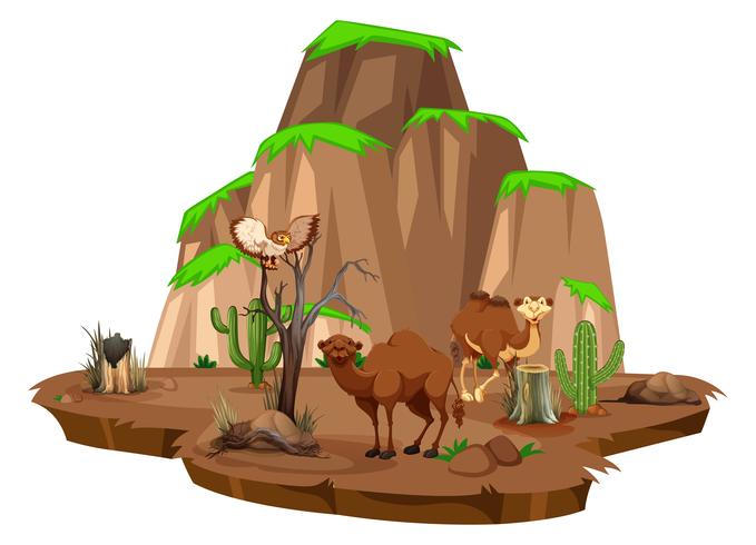 Scène met kamelen en uil in het veld vector