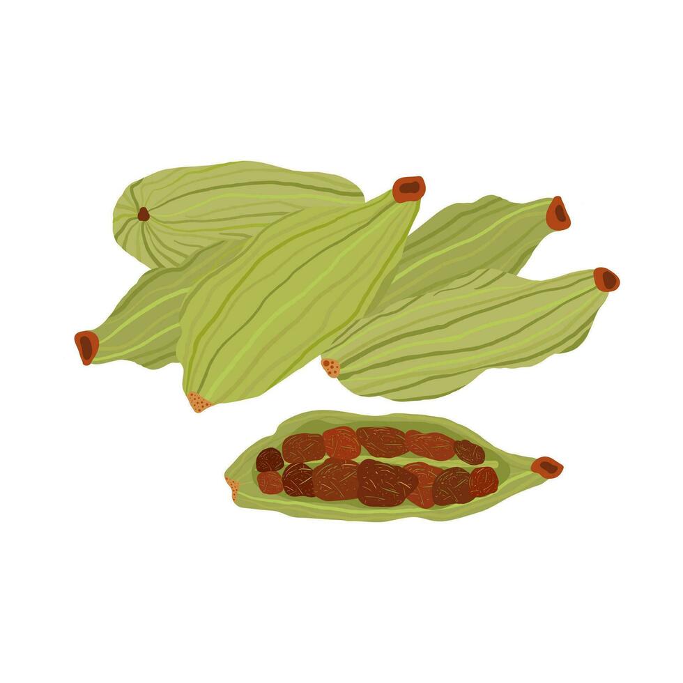 een groep van kardemom peulen en geopend kardemom peul met zaden. kruiden kruid kleurrijk vlak illustratie. geïsoleerd Aan wit achtergrond. vector