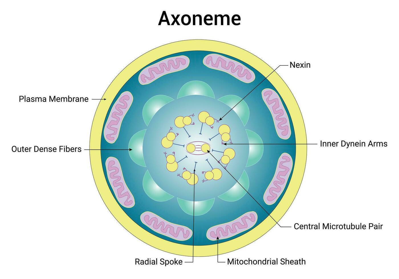 axoneem wetenschap ontwerp vector diagram