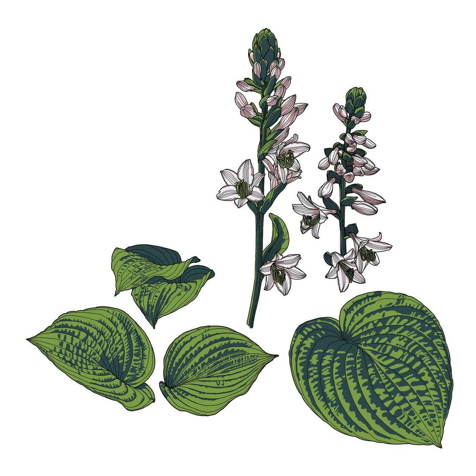 hosta bloemen en bladeren hand- getrokken reeks vector