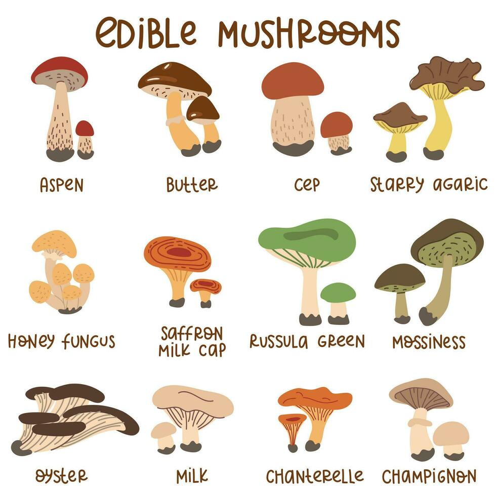 tekenfilm eetbaar champignons. een reeks van vector illustraties van eetbaar champignons van de herfst Woud, esp, porcini paddestoelen, boterbloemen en cantharellen. Woud tekenfilm champignons. eetbaar paddestoel