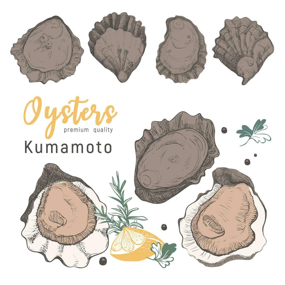 hand- getrokken Kumamoto oesters Aan wit achtergrond. wijnoogst oester schelp illustratie, Super goed ontwerp voor ieder doeleinden . fijnproever voedsel van festival. vector icoon. lineair schetsen voor restaurant en cafe menu.