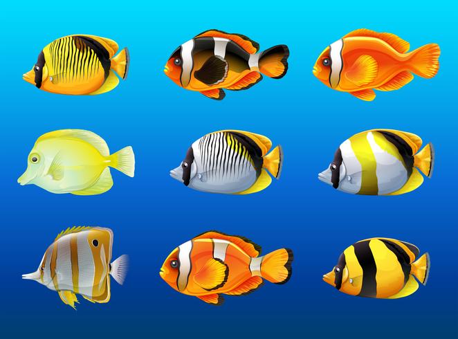 Frank hemel ruilen Verschillende soorten vis onder de oceaan 304373 - Download Free Vectors,  Vector Bestanden, Ontwerpen Templates