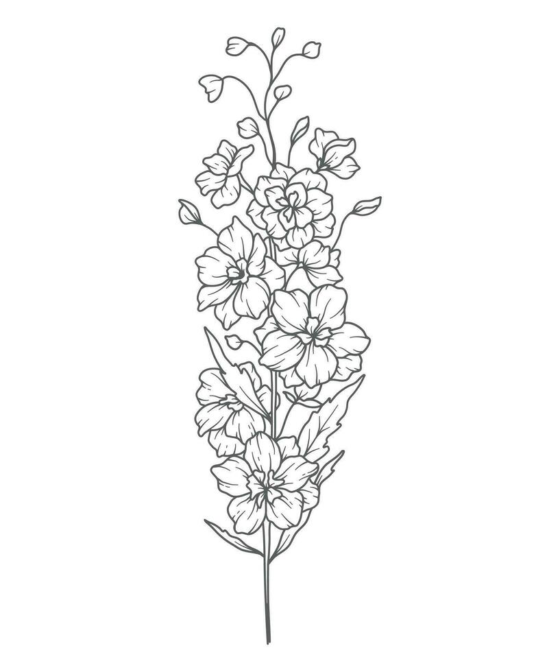 ridderspoor lijn kunst. delphinium schets illustratie. juli geboorte maand bloem. delphinium schets geïsoleerd Aan wit. hand- geschilderd lijn kunst botanisch illustratie. vector