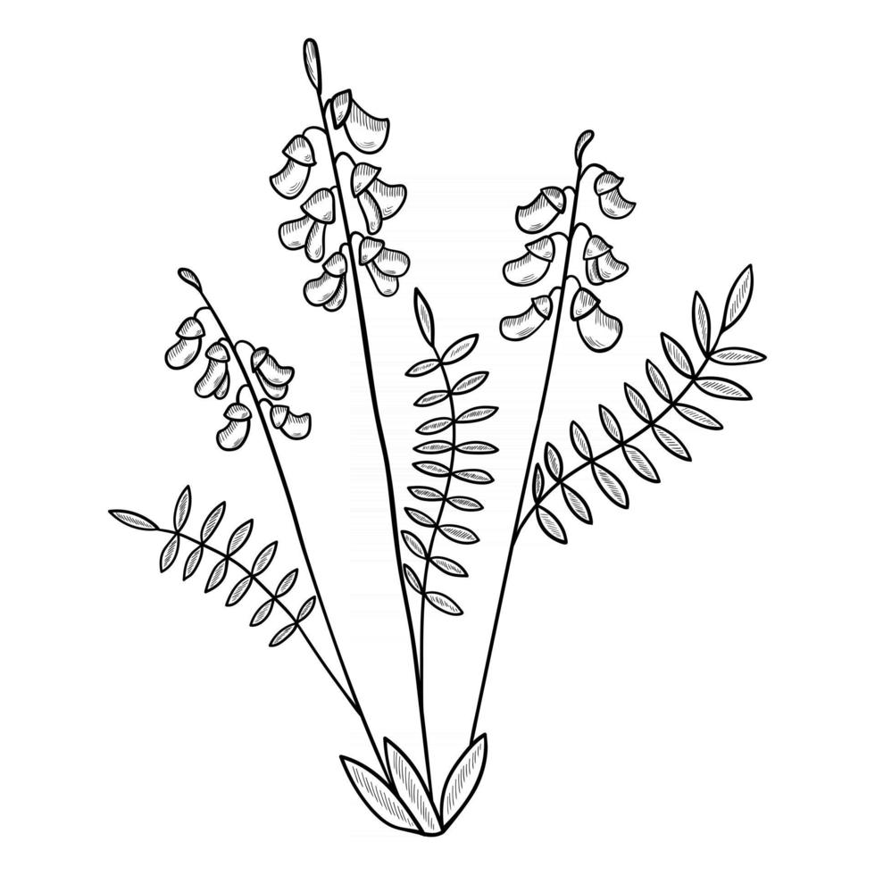 astragalus mon kruid vector