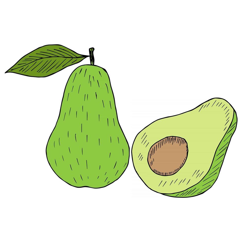 avocado schets in kleur vector