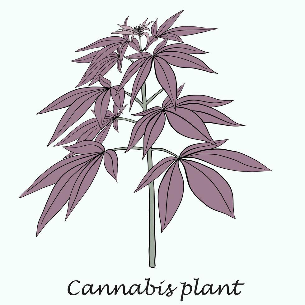 eenvoud cannabisplant uit de vrije hand tekenen plat ontwerp. vector