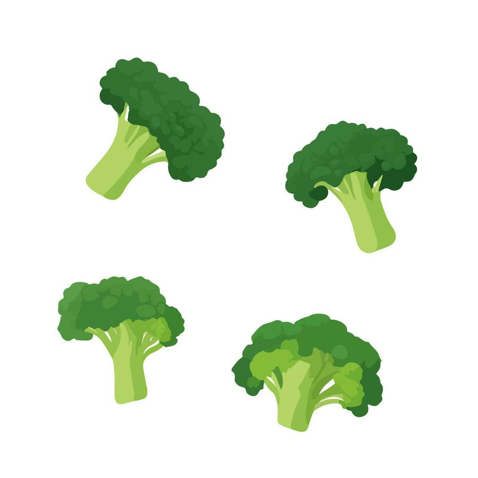 heerlijk vers broccoli, geïsoleerd Aan wit achtergrond vector