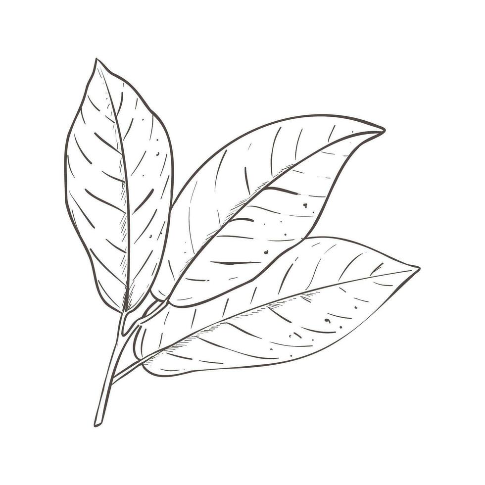 vector illustratie van cacao bladeren. zwart schets van tak, grafisch tekening. voor ansichtkaarten, ontwerp en samenstelling decoratie, afdrukken, affiches, stickers, menu, postzegels