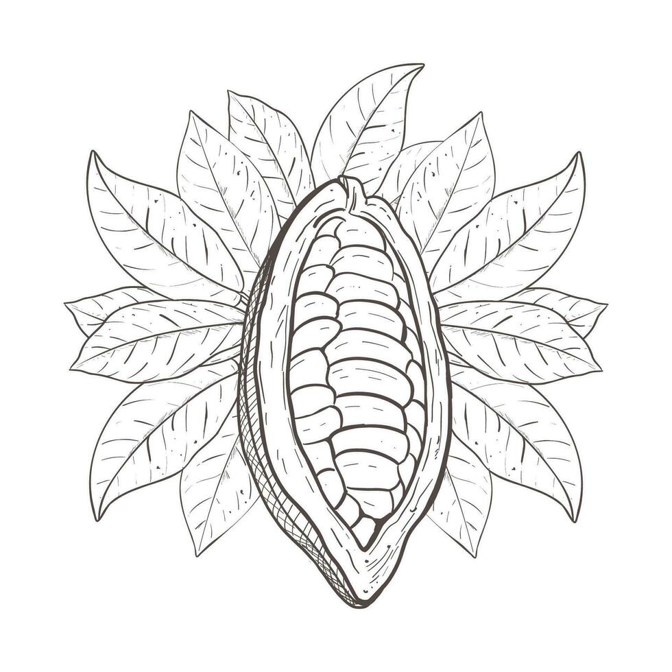 vector illustratie van rauw cacao geopend ongeschild Boon en cacao bladeren. zwart schets van blad krullen, grafisch tekening. voor ansichtkaarten, ontwerp en samenstelling decoratie, afdrukken, affiches, stickers, menu