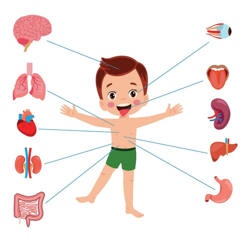 menselijke anatomie interne organen set met hersenen, longen, darm, hart, nier, pancreas, milt, lever en maag. vector geïsoleerde illustratie