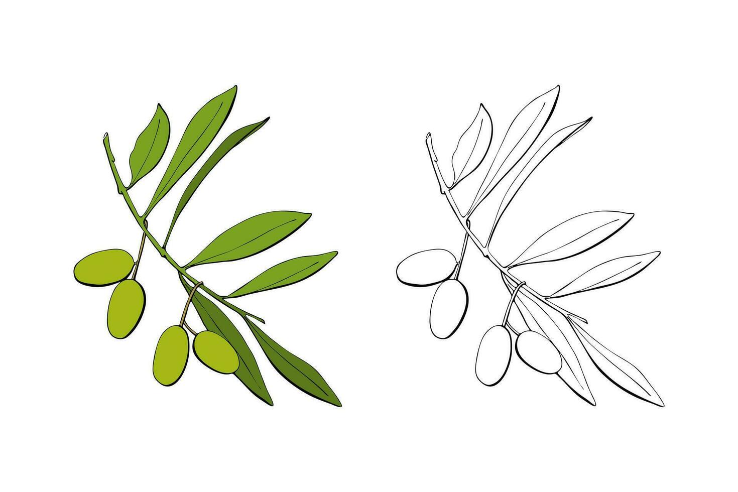 olijf- Afdeling met groen fruit bessen, hand- getrokken contour vector illustratie.