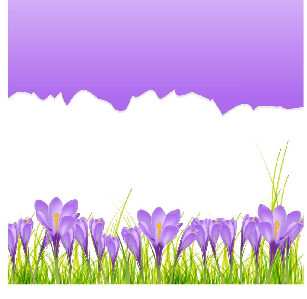 vector illustratie krokus bloem achtergrond