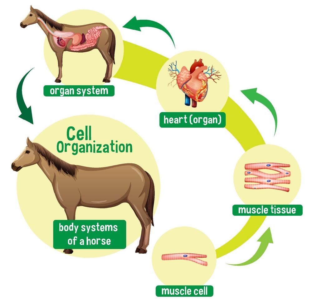 diagram dat de celorganisatie in een paard toont vector