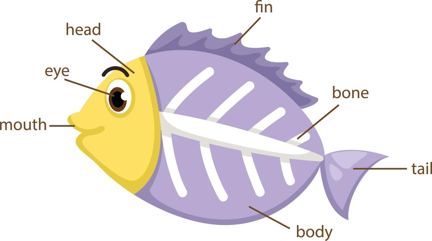 x-ray vis woordenschat deel van het lichaam vector