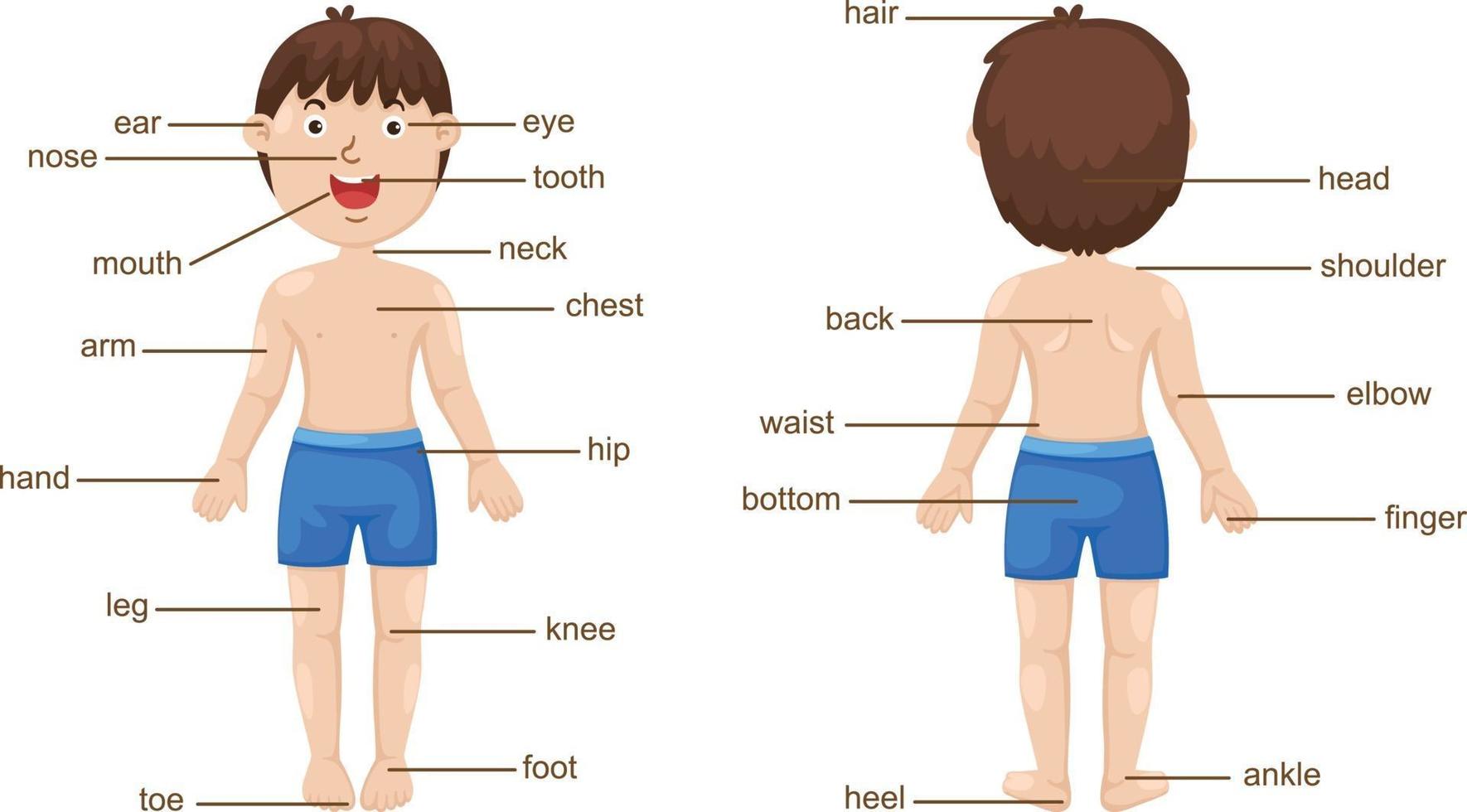 vocabulaire deel van het lichaam vector