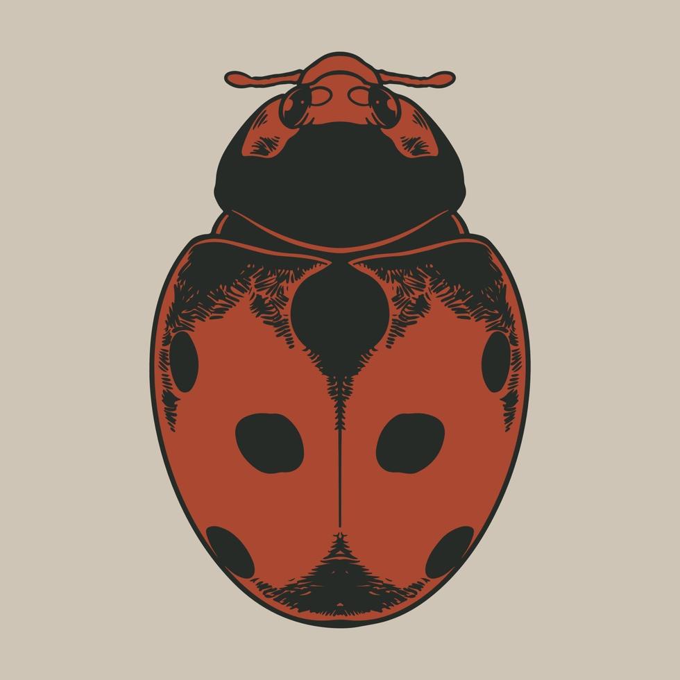 vector antieke gravure tekening illustratie van lieveheersbeestje