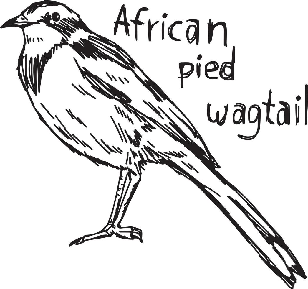 Afrikaanse bonte kwikstaart - vectorillustratie schets hand getrokken vector