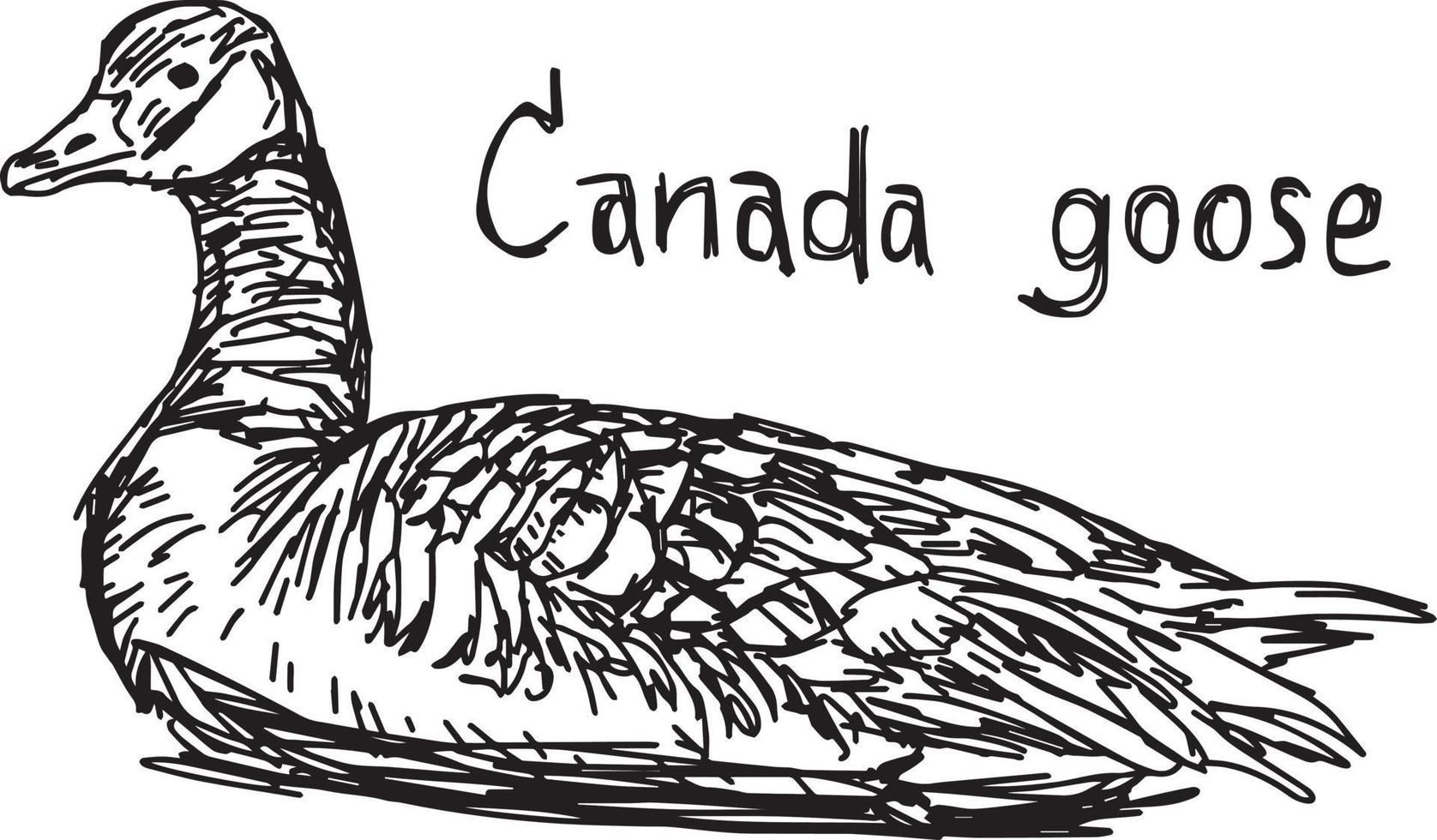 Canadese gans - vectorillustratie schets handgetekende vector