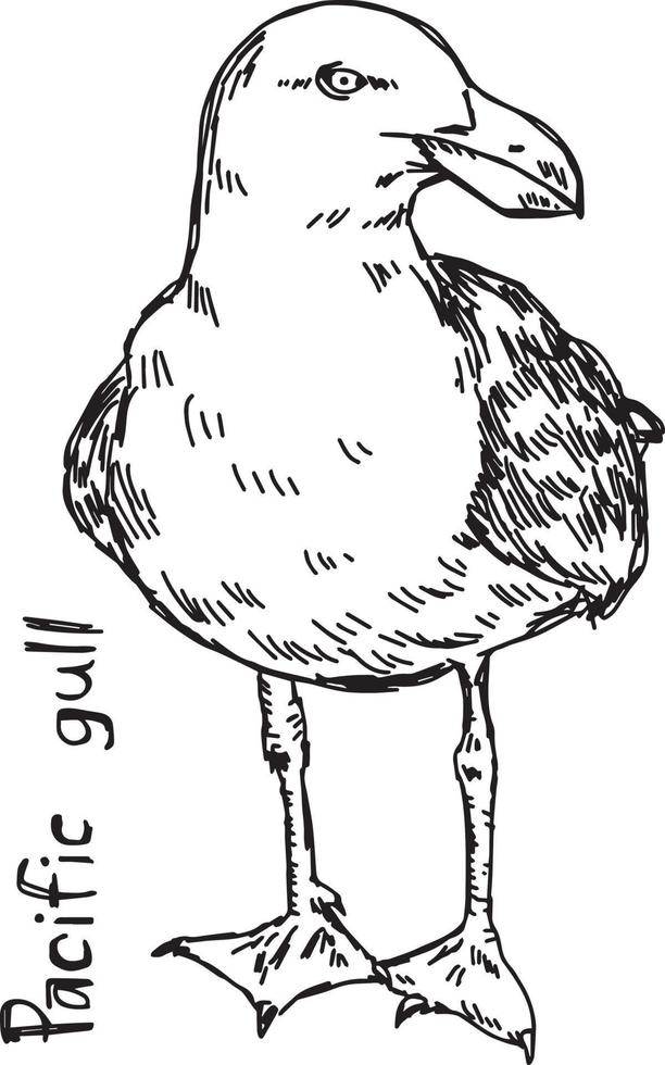 Pacifische meeuw - vector illustratie schets hand getrokken