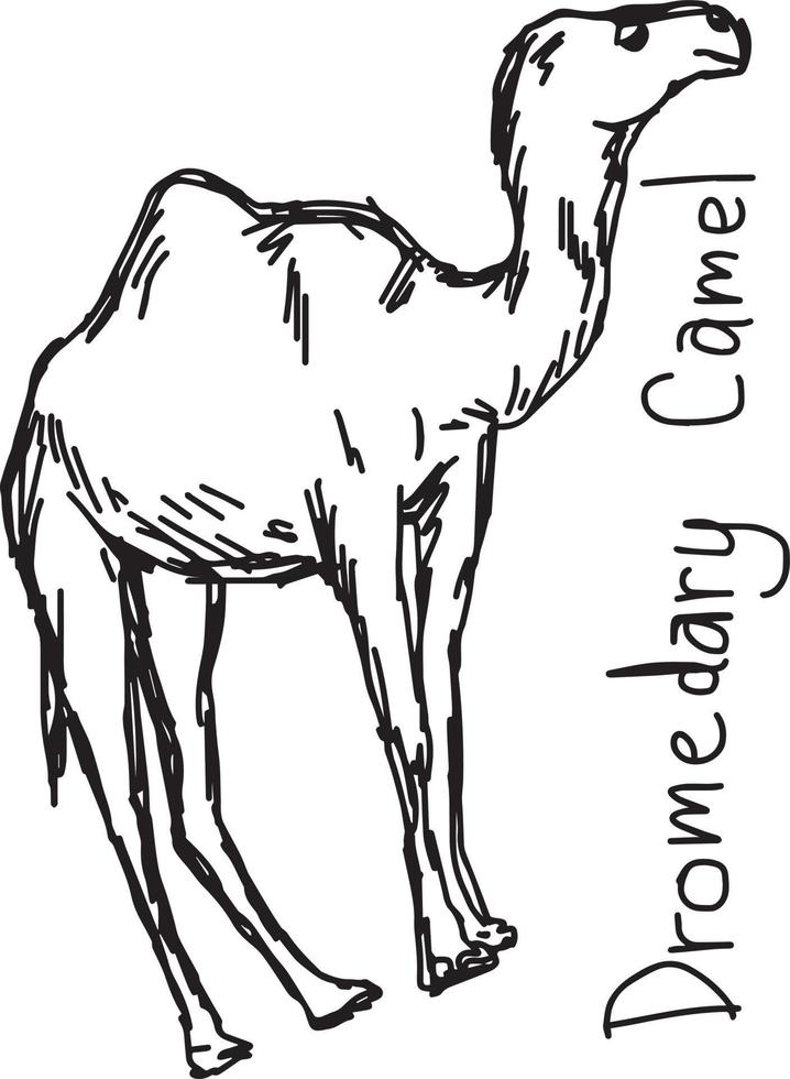 dromedaris kameel - vector illustratie schets